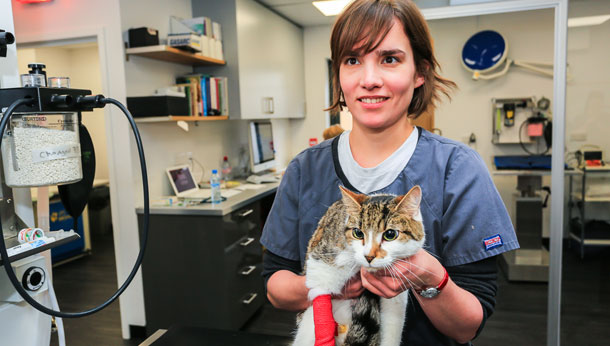 Vet cat